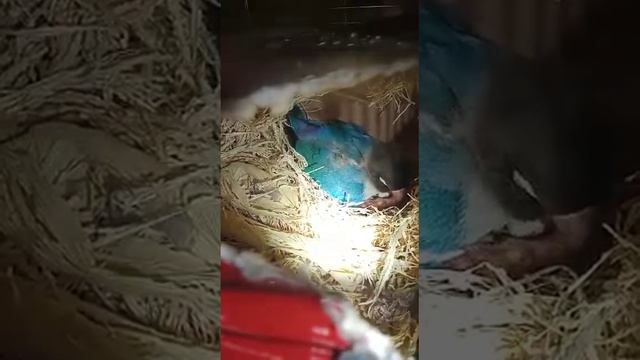 неразлучник, кормит малыша смотреть онлайн