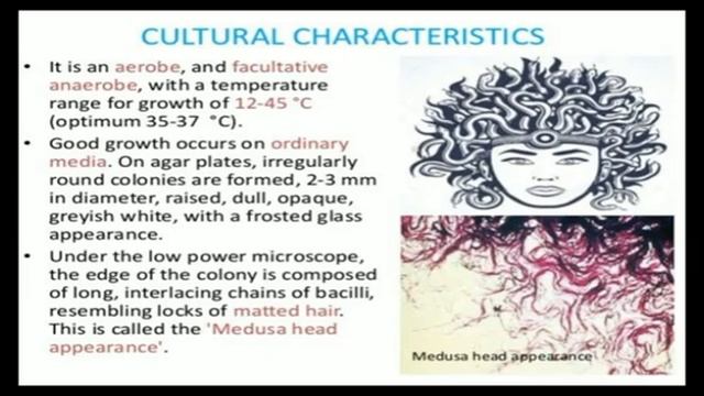 Microbiology (Bacilli Part-2) by Ms Kajal Verma (MTCN Kumhari) смотреть онлайн