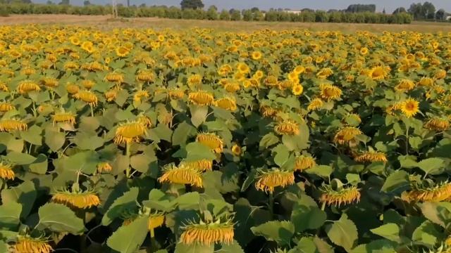 Yeniden daha yakından ayçiçek tarlası( varan 1) смотреть онлайн