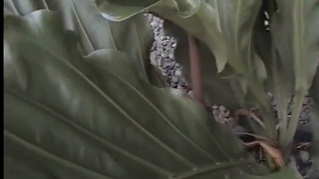 Anthurium gelombang Cinta Tak Lagi di Buru смотреть онлайн