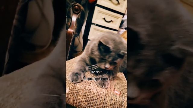 #котики2023 #мяумяу #тёмка #британец #домашниеживотные #счастье #мурмур смотреть онлайн