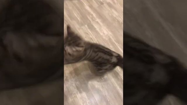 Котик любит игрушку смотреть онлайн