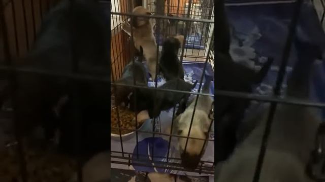 12.11.2020 Найденных в Батайске шестерых щенков отвезли в приют в Таганроге смотреть онлайн