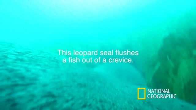 Through the Eyes of Leopard Seals смотреть онлайн