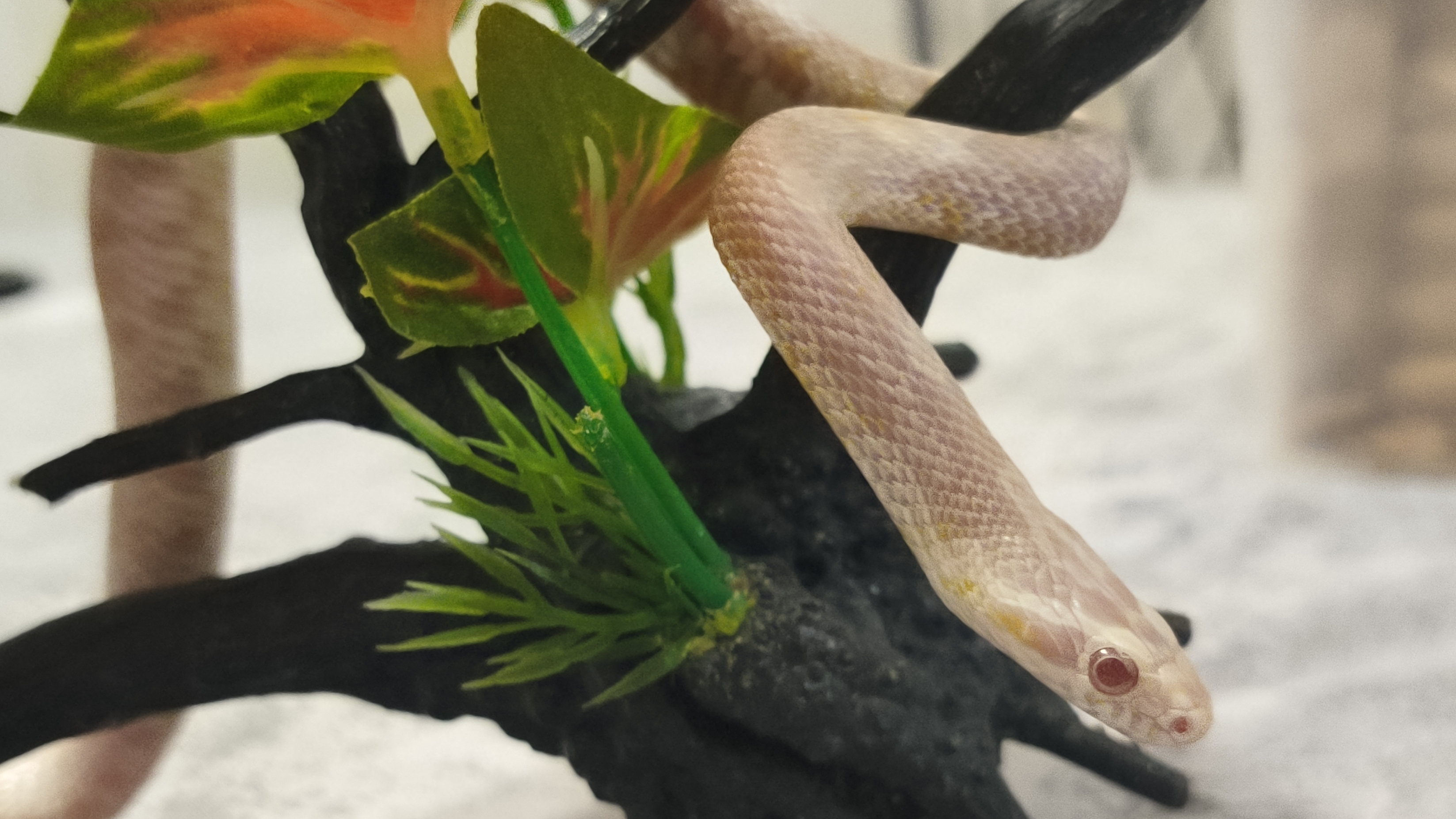 Маисовый полоз смотреть онлайн