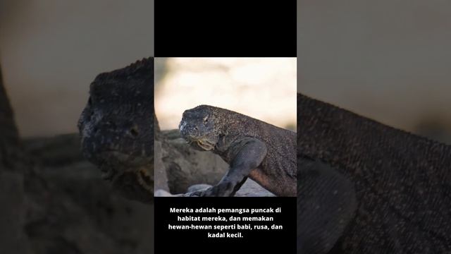 Kadal Purba di INDONESIA, KOMODO смотреть онлайн