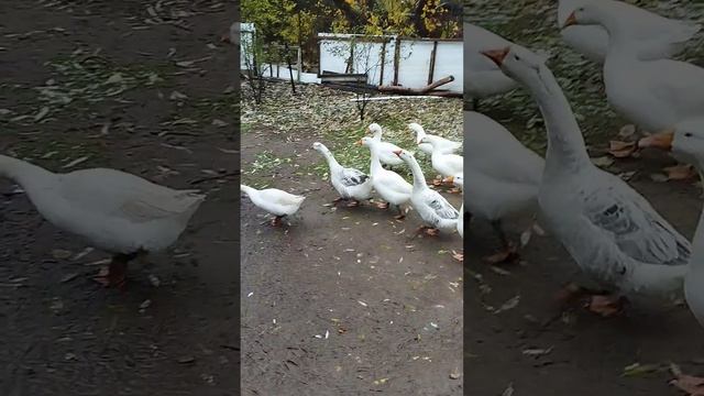 Вот и гуси.Им снег нипочём. смотреть онлайн