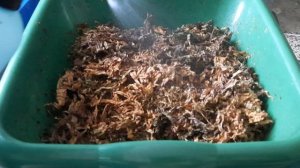 Ферментация Табака