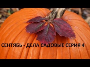 Сентябрь - дела садовые серия № 4.