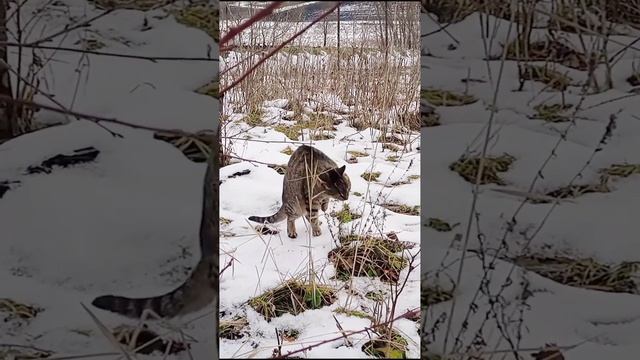 коты такие смешные 😹 смотреть онлайн
