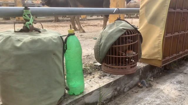 Chợ trâu Sín Chéng Simaca Lào Cai смотреть онлайн