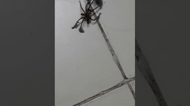 Жуткий паук заполз в дом смотреть онлайн