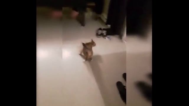 ~ТОП: САМЫЕ СМЕШНЫЕ ПОДБОРКИ ПРО ЖИВОТНЫХ~1 ЧАСТЬ смотреть онлайн