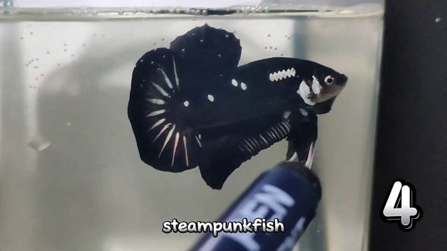 premium black mamba series available stock смотреть онлайн