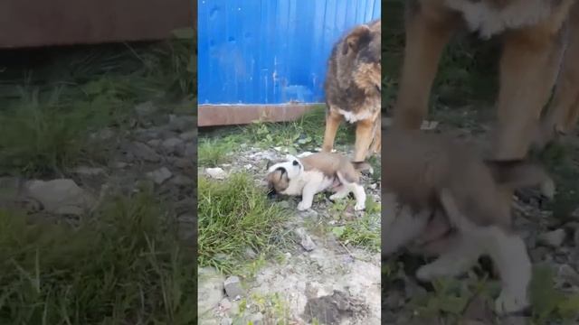 Щеночки в дар Спб смотреть онлайн