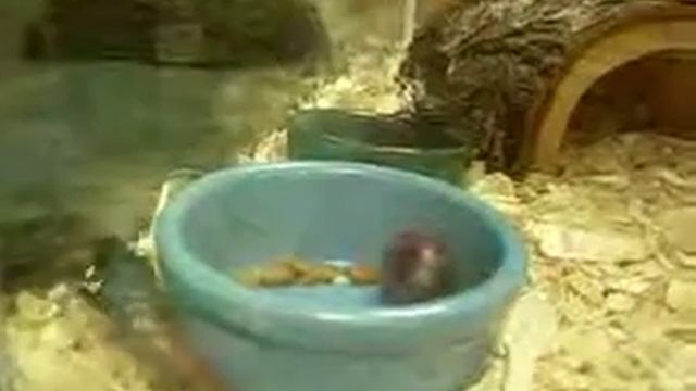 Cockroach fight 2 смотреть онлайн