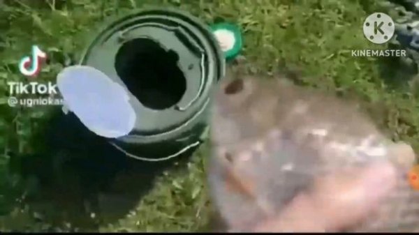 ноу ноу ноу мистер фиш