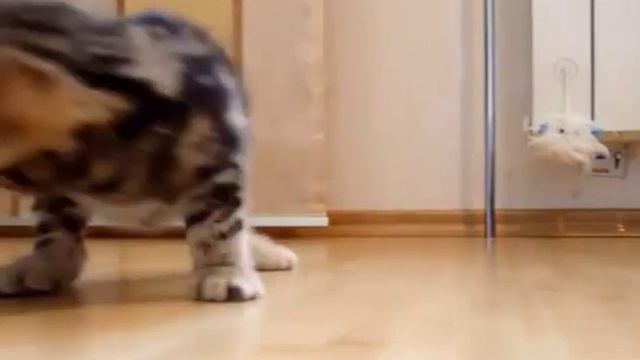 Игривый котенок смотреть онлайн