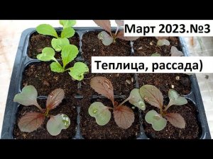 Март 2023 серия №3 Рассада, теплица)