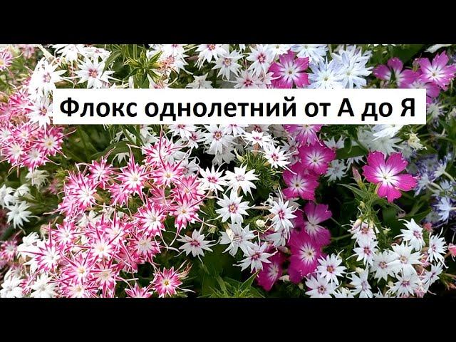 Флокс однолетний от А до Я. смотреть онлайн