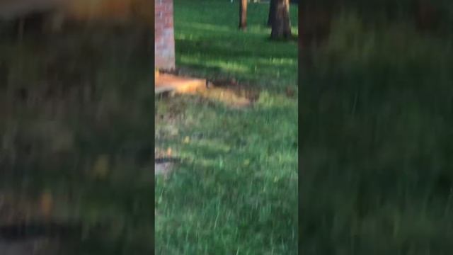 WhyYou should never fight hornets￼ смотреть онлайн