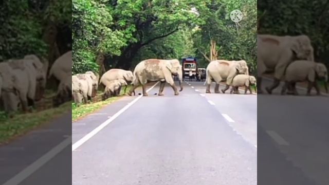 elephant #kaziranganationalpark elephant #shorts #viralshorts #youtubshortsvideo #shortsfeed смотреть онлайн