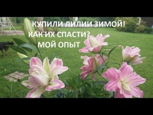 Как спасти лилию с ростком зимой.