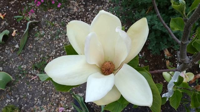 Магнолия Sunsation. Зимостойкая красавица.