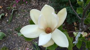 Магнолия Sunsation. Зимостойкая красавица.