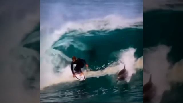#Shorts !! Surfing with Dolphin 🐬🐬🐬 !! DopeBhau !! #surf #surfing #surfculture смотреть онлайн