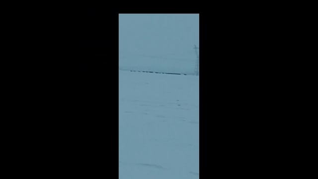 遊牧民の番犬/кочевая сторожевая собака/nomadic guard dog смотреть онлайн