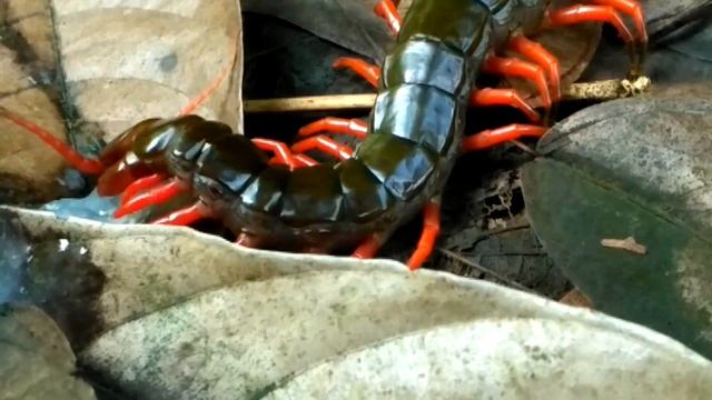 🐛Bertemu giant chilopoda // kelabang besar dan lihat apa yang dia lakukan 😱 смотреть онлайн