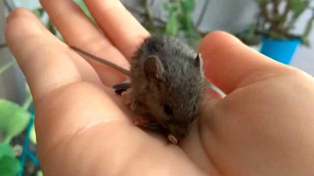 Мышонок смотреть онлайн