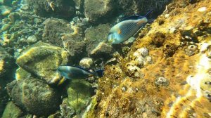 5.01.2025. Риф отеля Moreno spa resort 4. Хургада. Египет