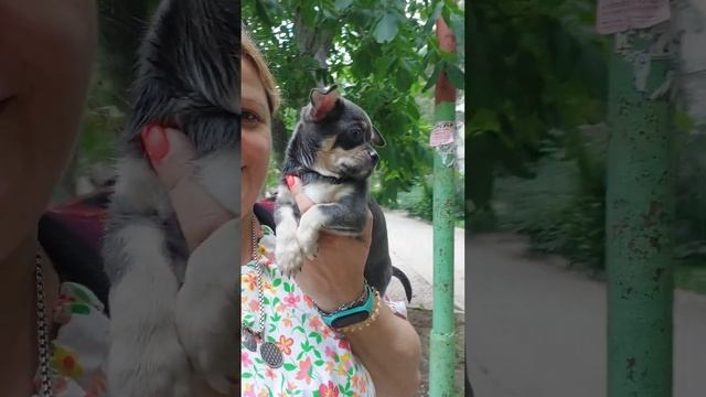 Патрик Космосович ПРОДАЖА питомник чихуахуа Кастропуло Крым ❤️ +79787458062 viber WhatsApp telegram смотреть онлайн