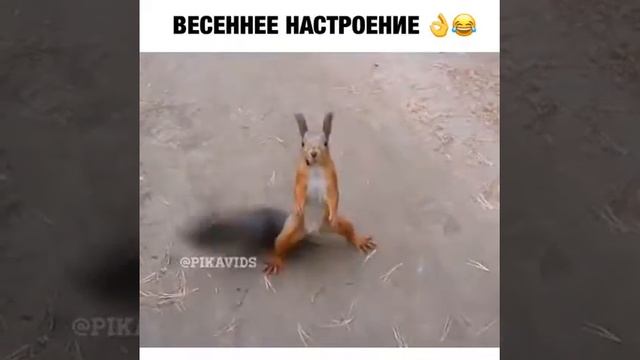 Мир животных смотреть онлайн
