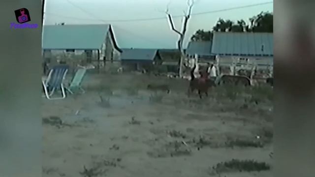 Крутые приколы собак атакуют - Sweet dogs and laugh смотреть онлайн