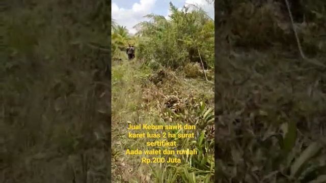jual kebun 200 Juta sertifikat смотреть онлайн