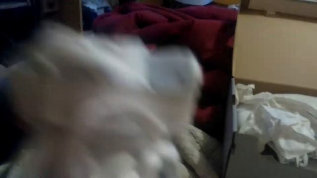 Zapatillas F1 смотреть онлайн