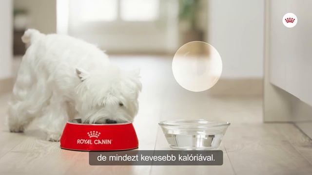 Royal Canin Dog - Mini Sterilised смотреть онлайн
