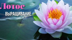 Лотос орехоносный.