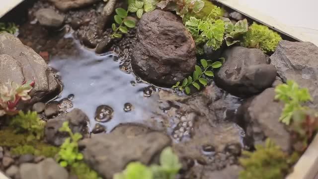 Мини сад своими руками. Как сделать мини сад дома. смотреть онлайн