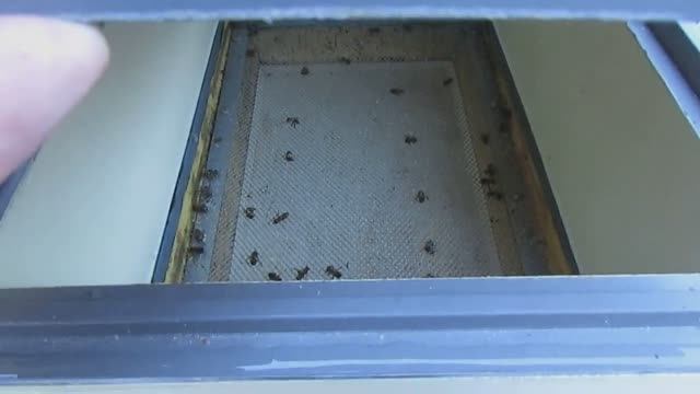 гибель пчел после зимней обработки от клеща шнурами ТЭДА , насколько это вредно для пчел 15.01.2025 смотреть онлайн