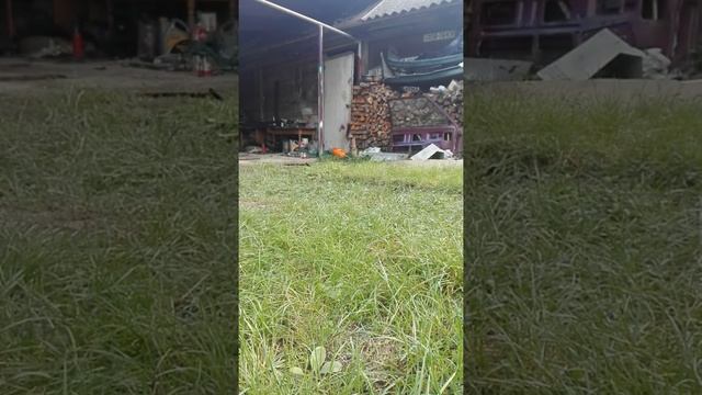 Рено 11 Двигатель и КПП Таврия. первые попытки ехать. смотреть онлайн
