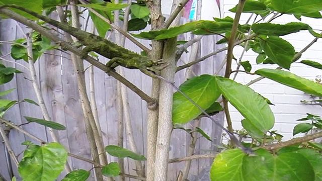 Gopro animals hero 3 plus slow motion chameleon eating смотреть онлайн