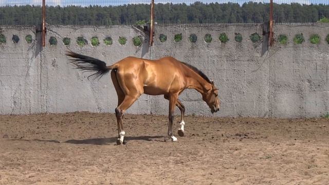 Продажа ахалтекинских лошадей.Sales of Akhal-Teke horses http://akhaltekellc.com смотреть онлайн
