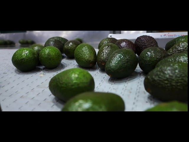 Сортировка и упаковка ягод (Fruit Processing)