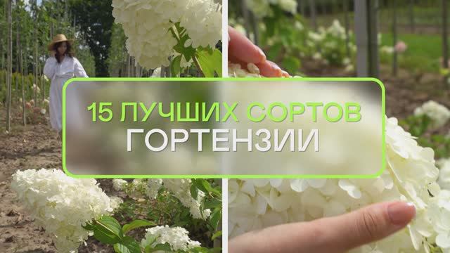 ГОРТЕНЗИИ — бомба! 15 лучших сортов для ЛЮБОГО участка смотреть онлайн