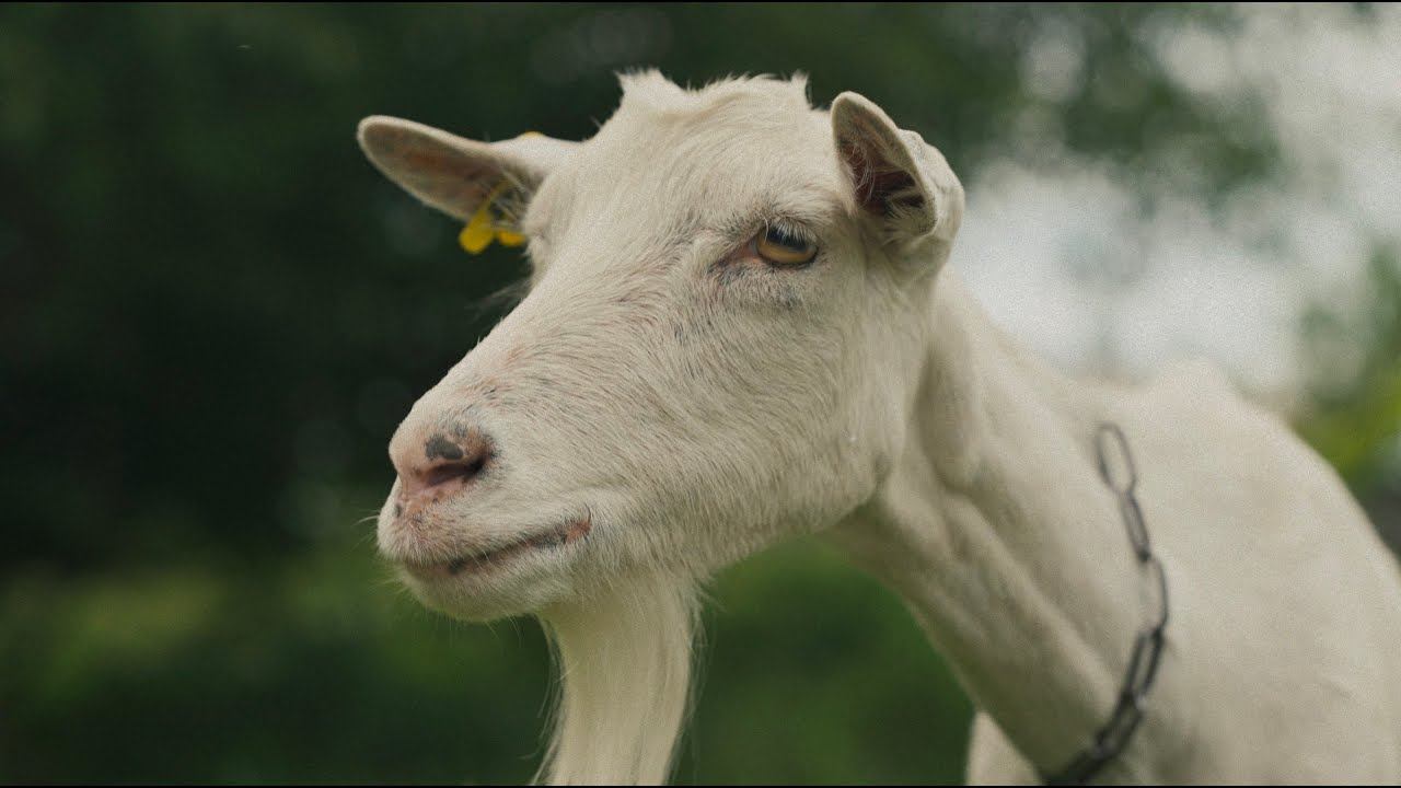 Sony ZV-e1 и NISI ATHENA 85mm T 1.9 | Видео тест смотреть онлайн