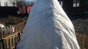 Укрываем на зиму большую плетистую розу